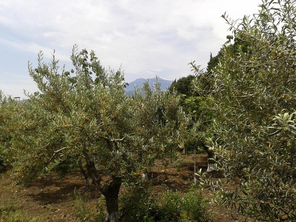 Villa Etna بيديمونتي إتنيو المظهر الخارجي الصورة